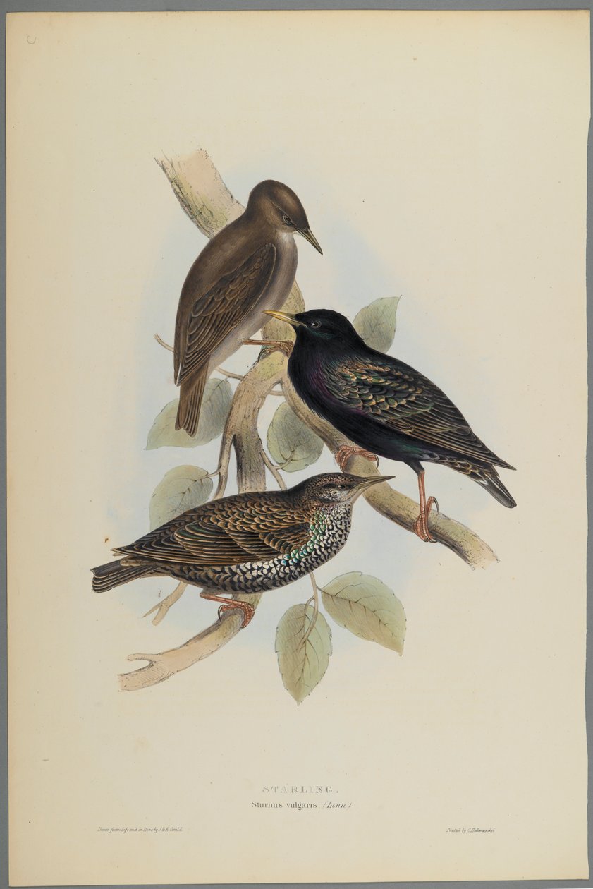 Sturnus Vulgaris - Špaček (barevné litho na tkaném papíře) od John Gould