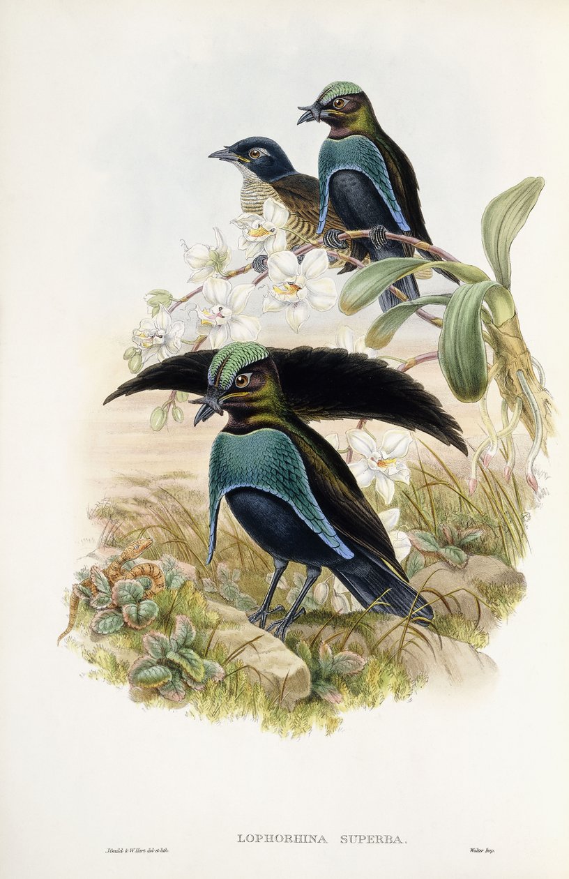 Parádní Bird of Paradise od John Gould