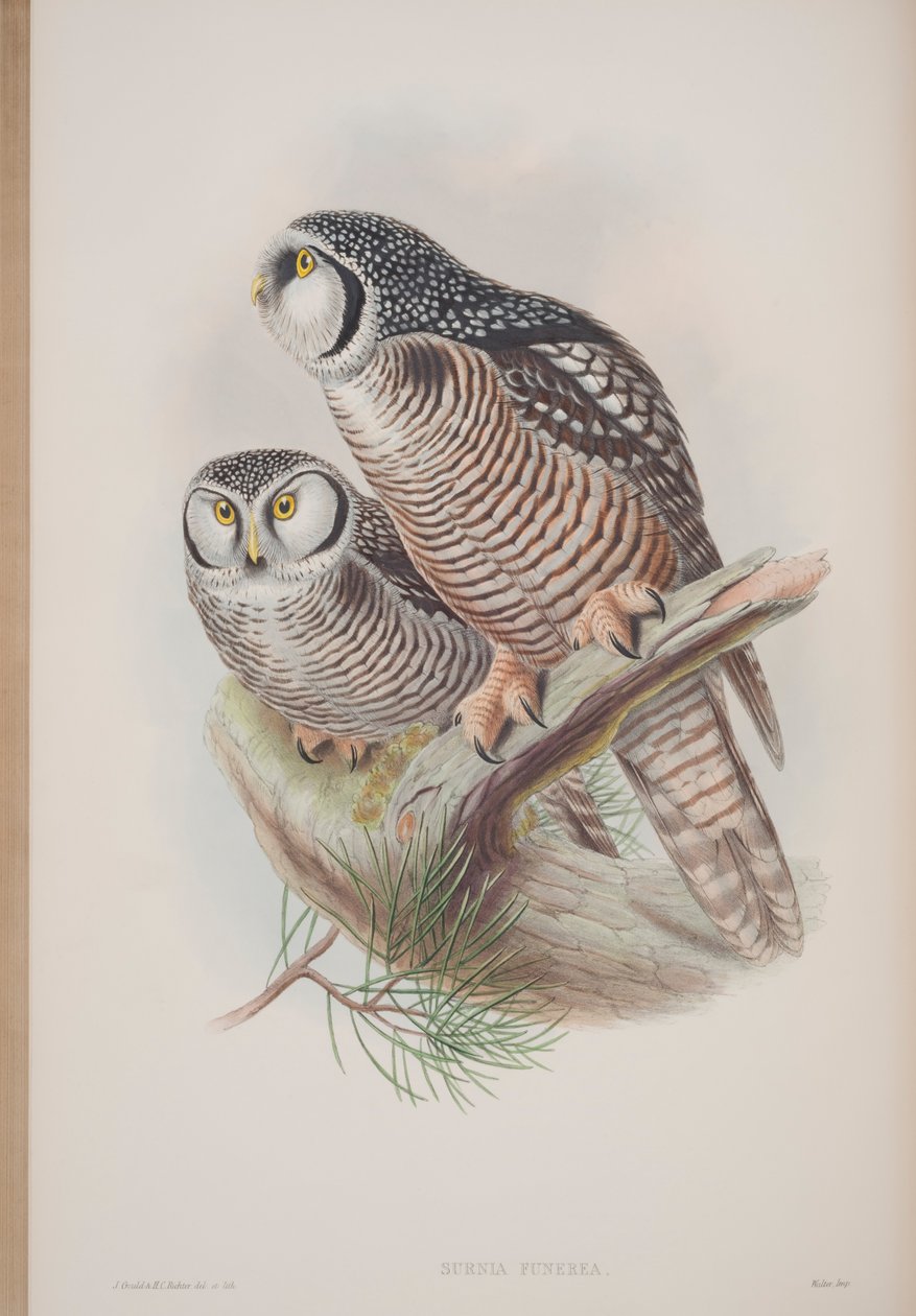 Surnia Funerea, deska z The Birds of Great Britain od Johna Goulda, vydaná 1862-73 (ručně kolorované lito) od John Gould