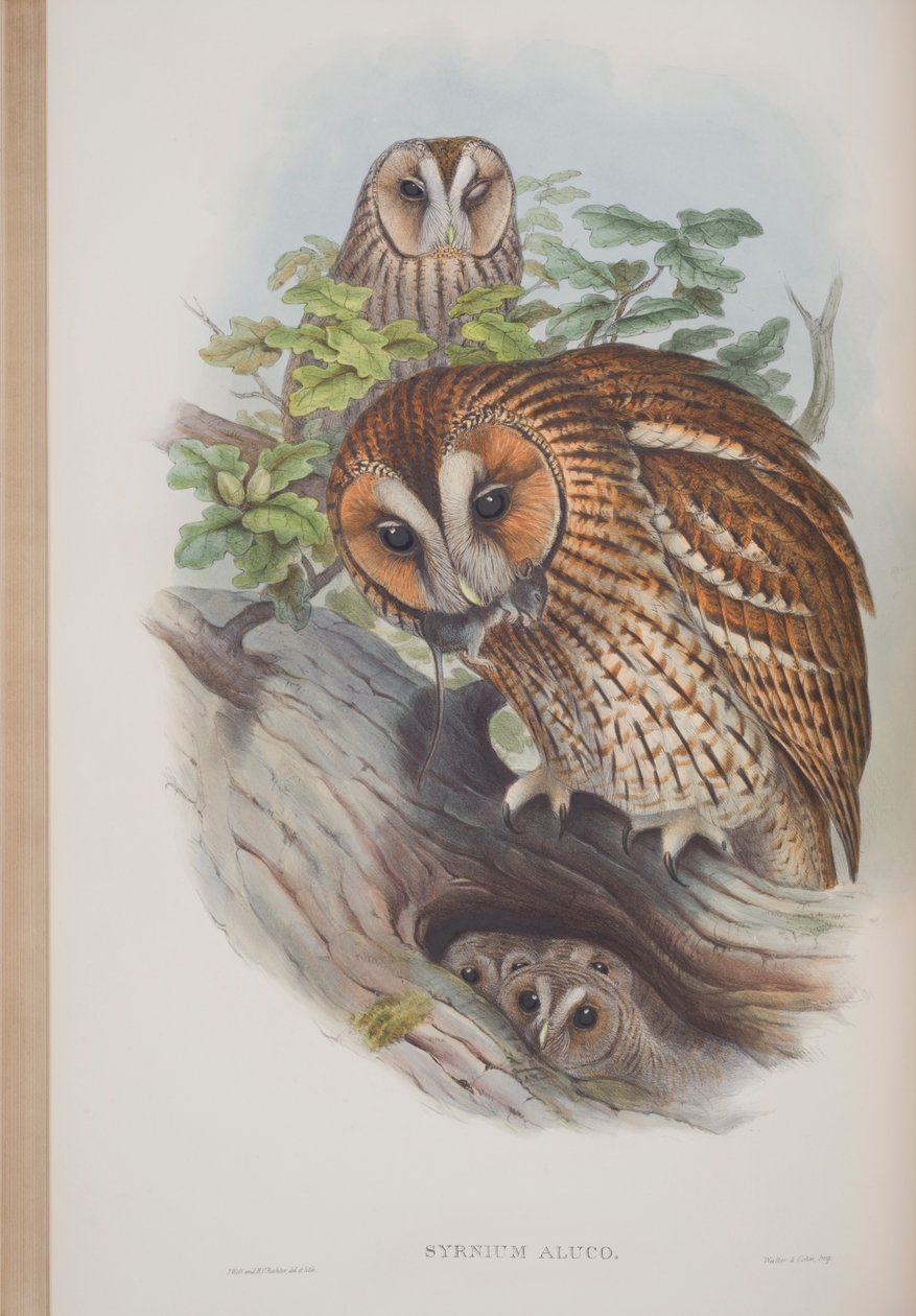 Syrnium Aluco, deska z The Birds of Great Britain od Johna Goulda, vydané 1862-73 (ručně kolorované lito) od John Gould