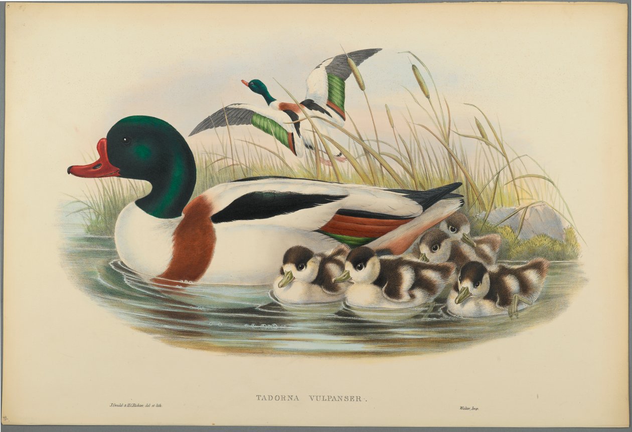 Tadorna Vulpanser: Sheldrake (barevné litho na tkaném papíře) od John Gould