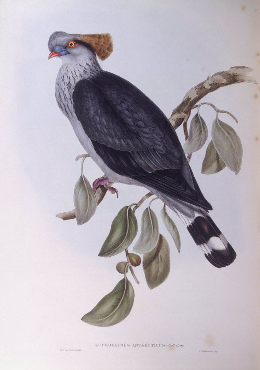 Topknot holub (Lopholaimus antarcticus), rytina John Gould od John Gould