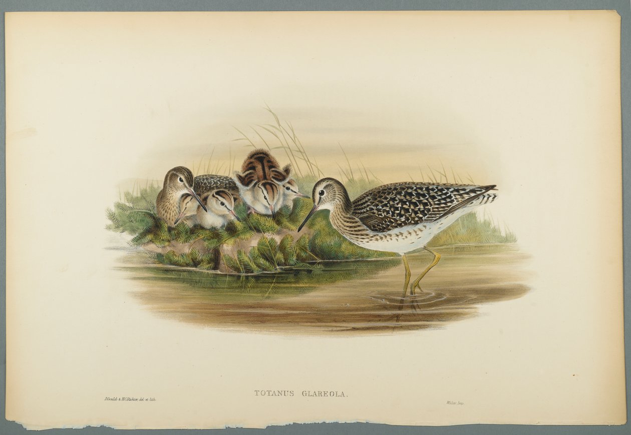 Totanus Glareola - Sandpiper dřevěný (barevné lito na tkaném papíře) od John Gould