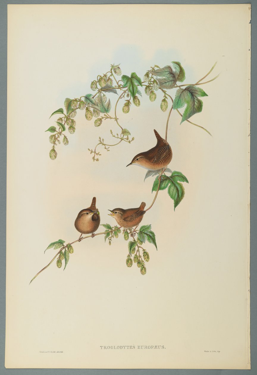 Troglodytes Europaeus - střízlík obecný (barevné lito na tkaném papíře) od John Gould