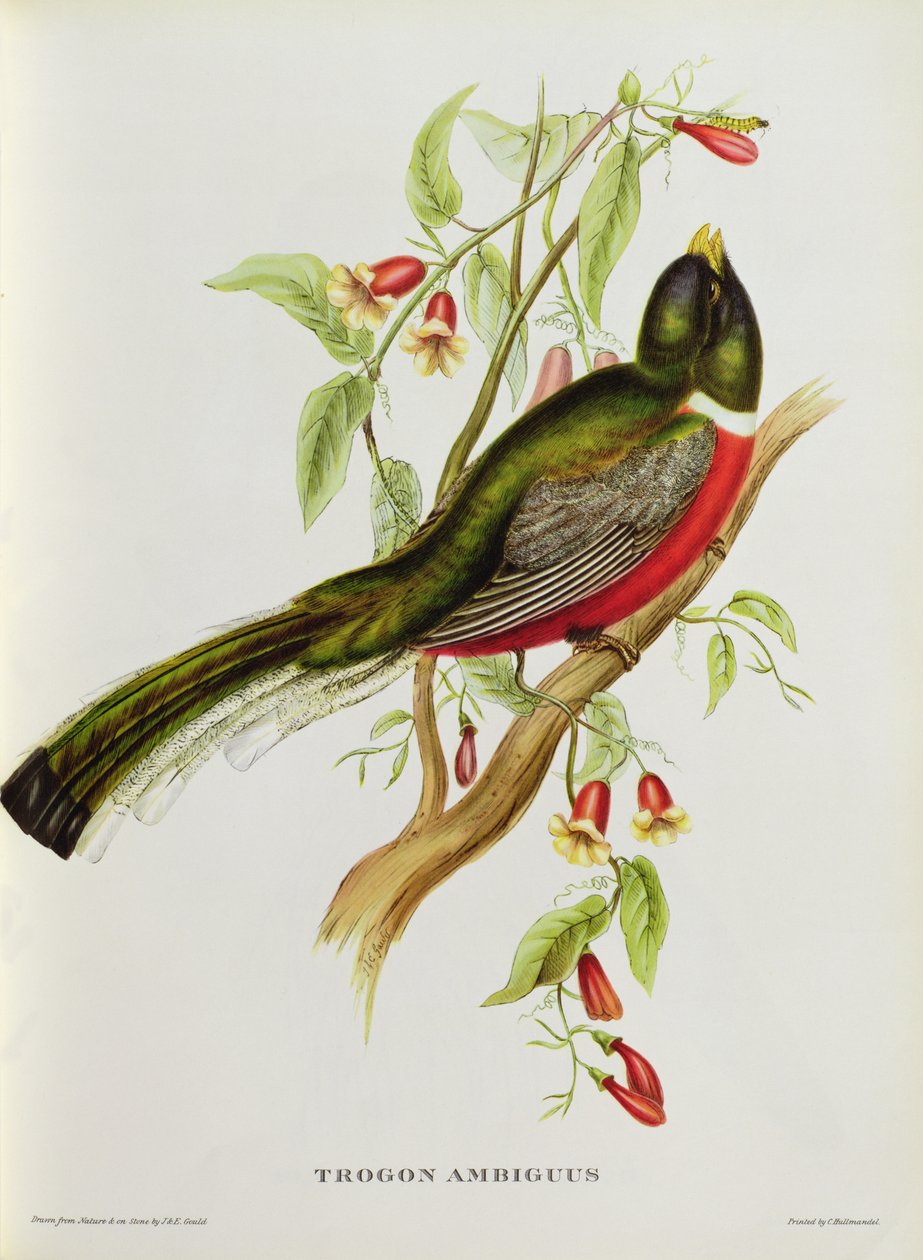 Trogon Ambiguus z 