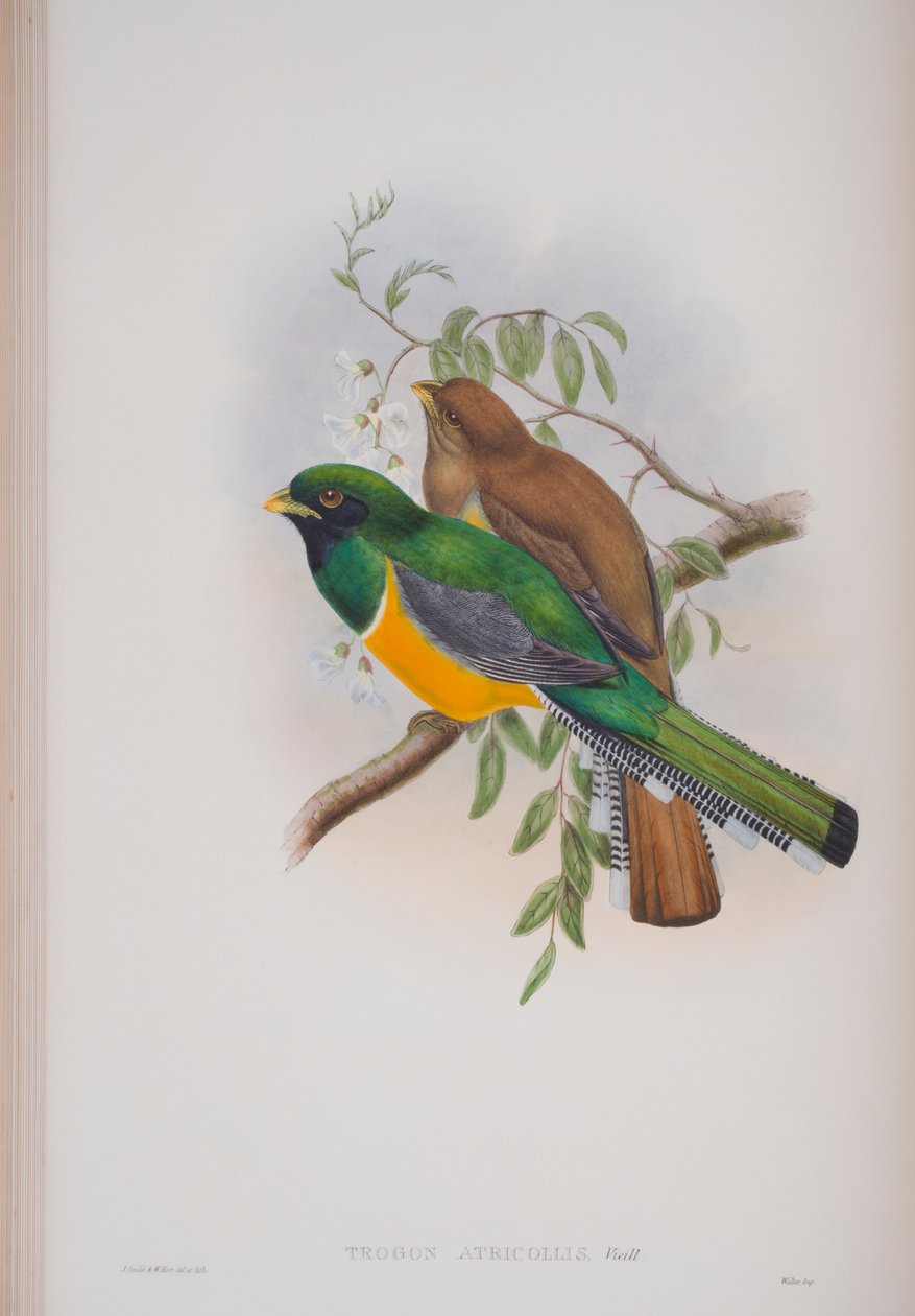 Trogon Atricollis, deska z The Birds of Great Britain od Johna Goulda, vydaná 1862-73 (ručně kolorované lito) od John Gould