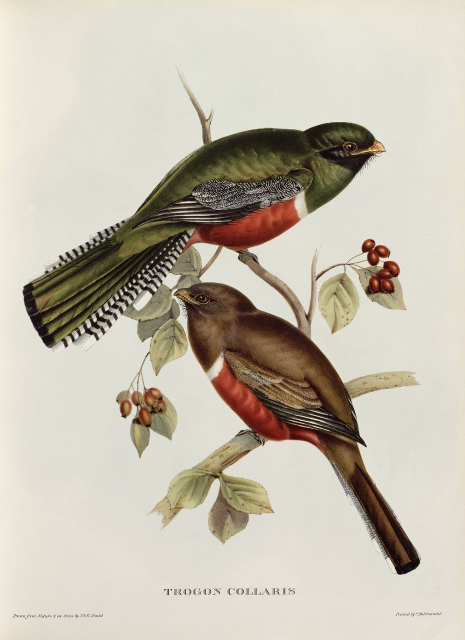 Trogon Collaris z knihy "Tropical Birds", 19. století (kolorovaná litografie) od John Gould
