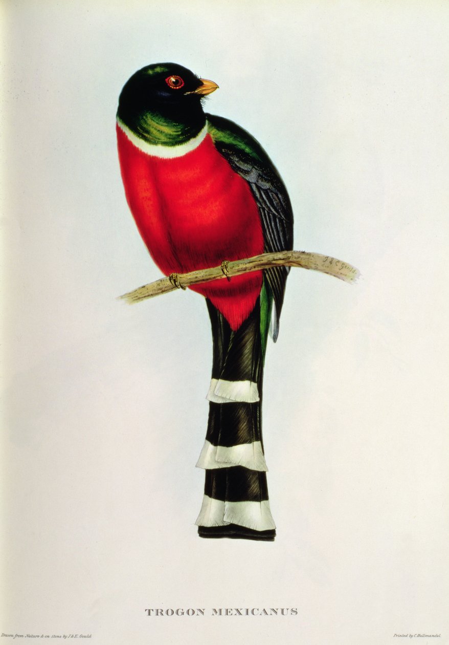 Trogon Mexicanus od John Gould