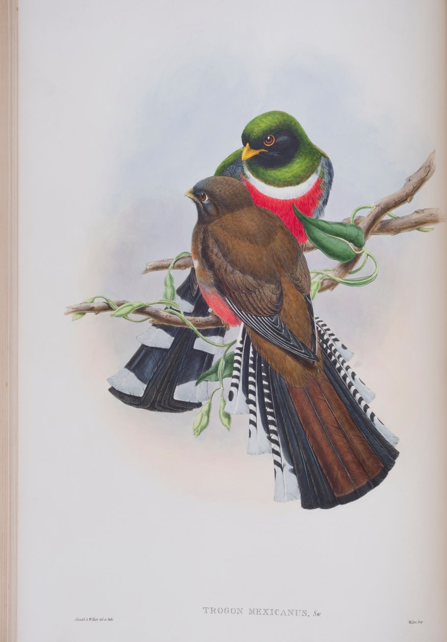 Trogon Mexicanus, deska z The Birds of Great Britain od Johna Goulda, vydaná 1862-73 (ručně kolorované lito) od John Gould