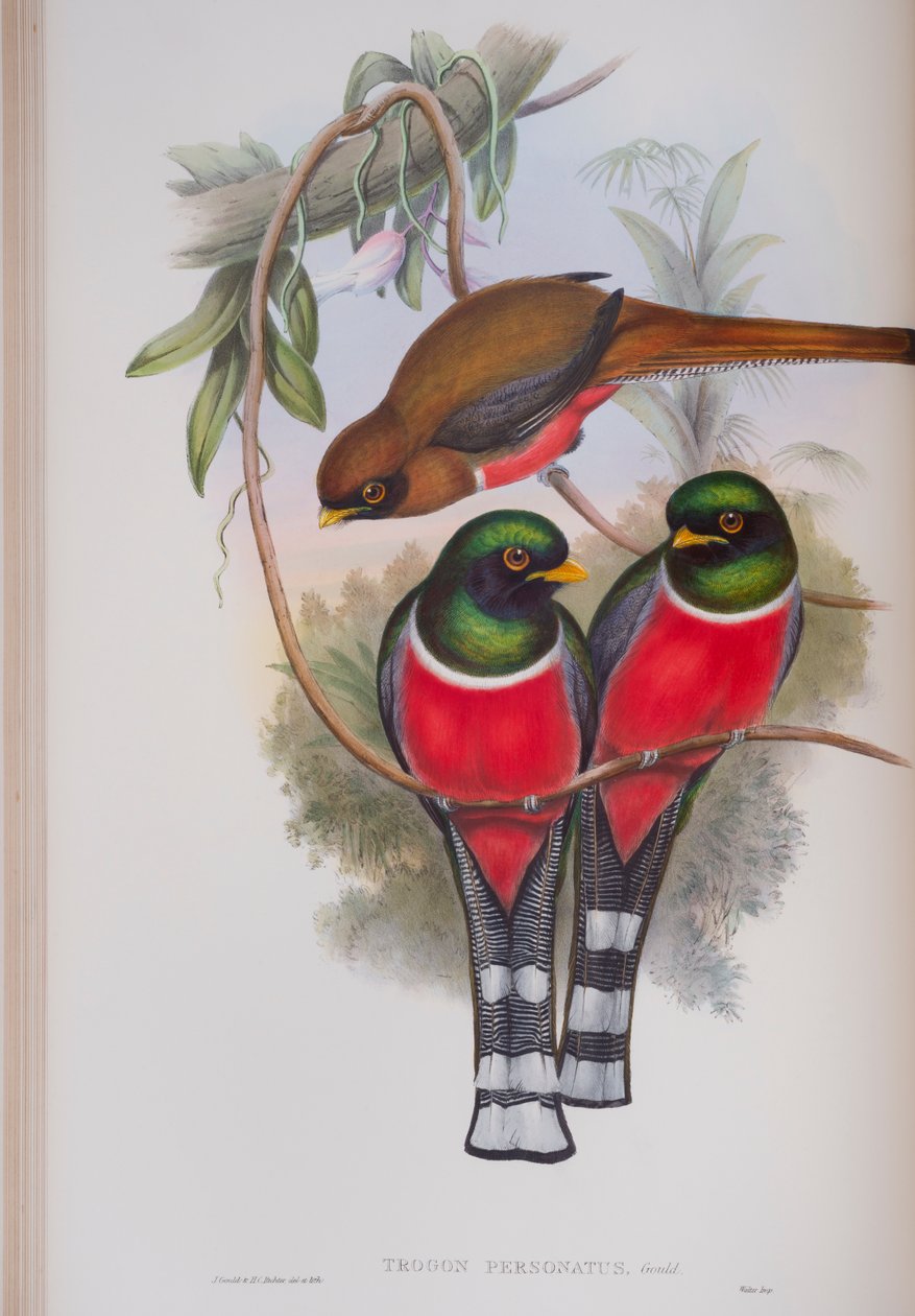Trogon Personatus, deska z The Birds of Great Britain od Johna Goulda, vydaná 1862-73 (ručně kolorované lito) od John Gould
