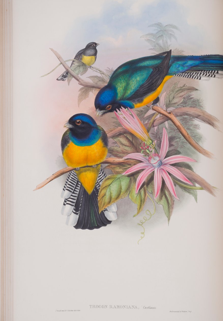 Trogon Ramoniana, deska z knihy The Birds of Great Britain od Johna Goulda, vydané v letech 1862-73 (ručně kolorovaná litografie) od John Gould