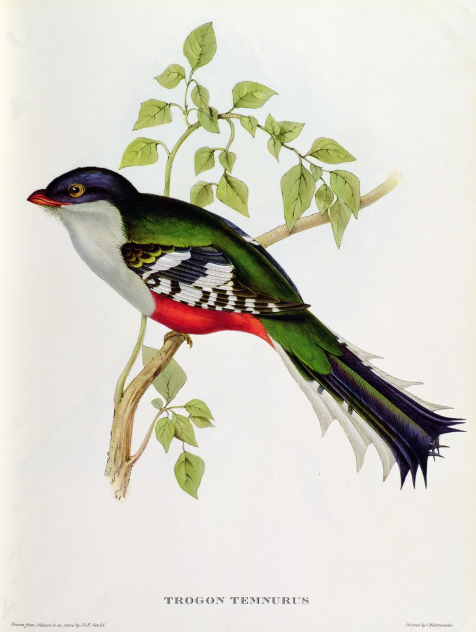 Trogon Temnurus z 