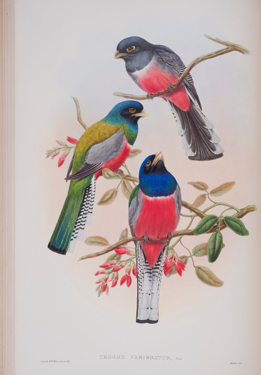 Trogon Variegatus, deska z The Birds of Great Britain od Johna Goulda, vydaná 1862-73 (ručně kolorované lito) od John Gould