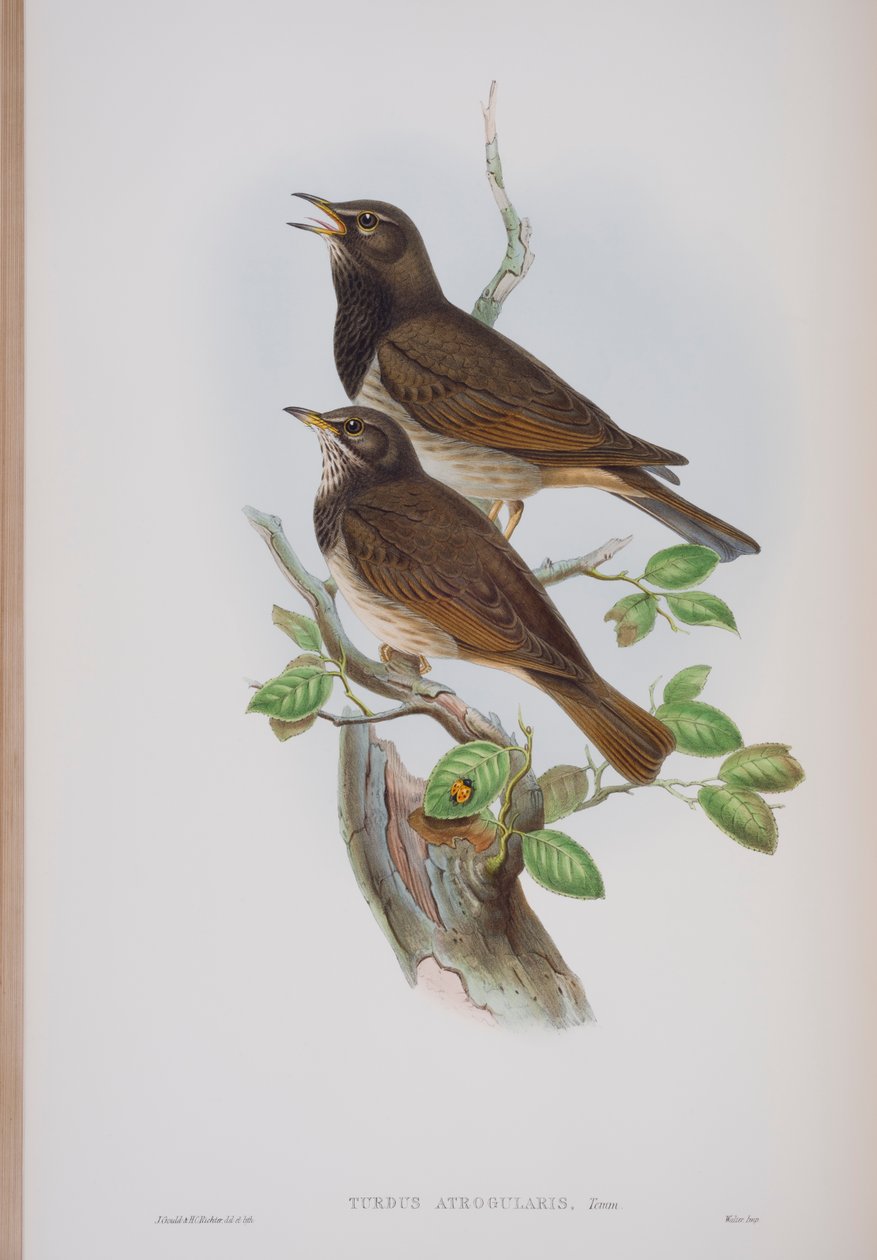 Turdis Atrogularis, deska z The Birds of Great Britain od Johna Goulda, vydaná 1862-73 (ručně kolorované lito) od John Gould