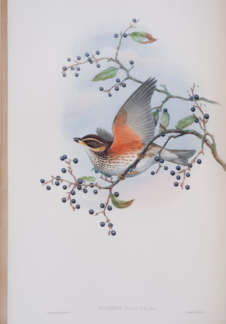 Turdus Illacus, deska z The Birds of Great Britain od Johna Goulda, vydaná 1862-73 (ručně kolorované lito) od John Gould