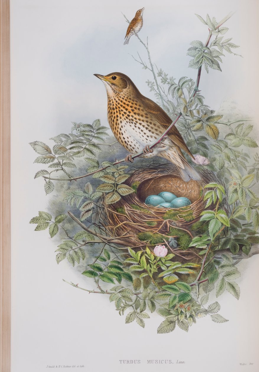 Turdus Musicus, deska z The Birds of Great Britain od Johna Goulda, vydaná 1862-73 (ručně kolorované lito) od John Gould