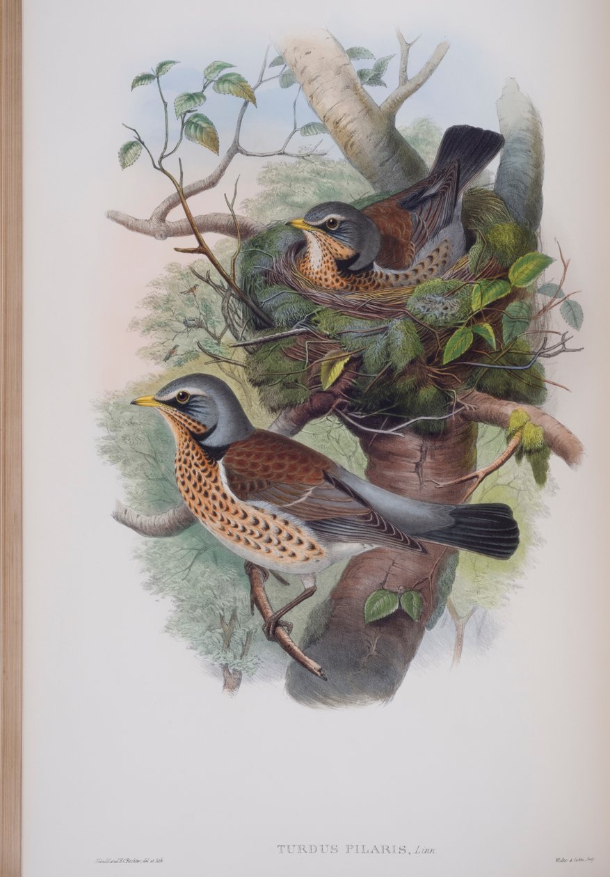 Turdus Pilaris, deska z The Birds of Great Britain od Johna Goulda, vydaná 1862-73 (ručně kolorované lito) od John Gould