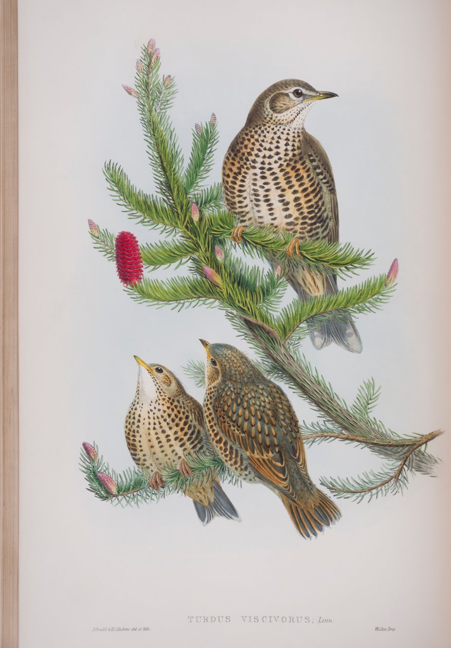 Turdus Viscivorus, deska z The Birds of Great Britain od Johna Goulda, vydaná 1862-73 (ručně kolorované lito) od John Gould
