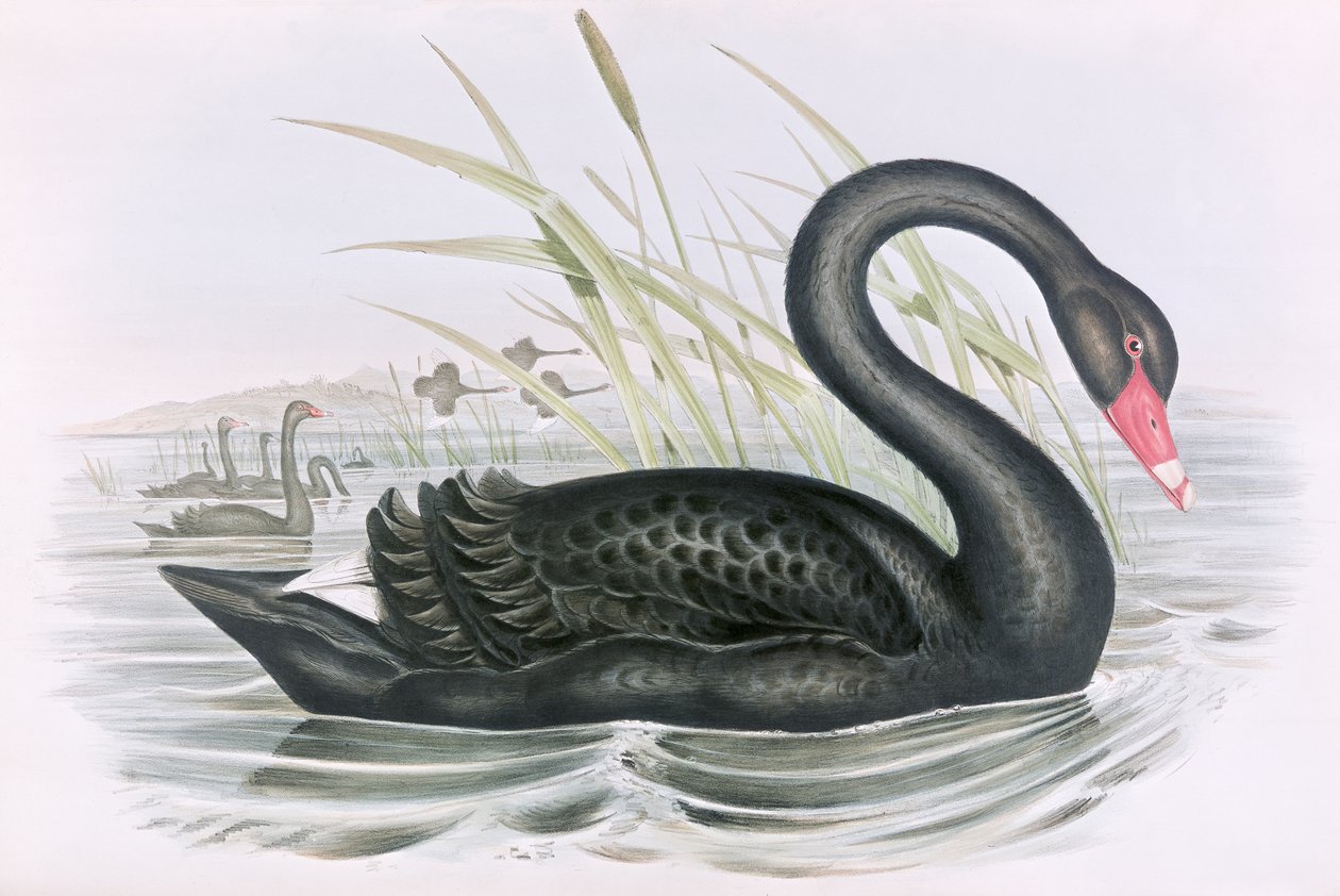 Neznámý obrázek od John Gould