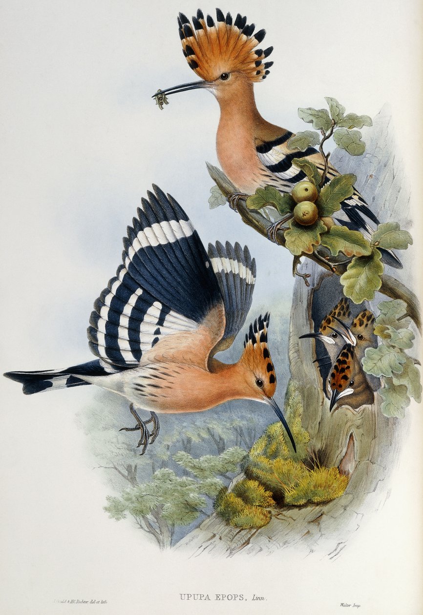 Upupa Epops od John Gould