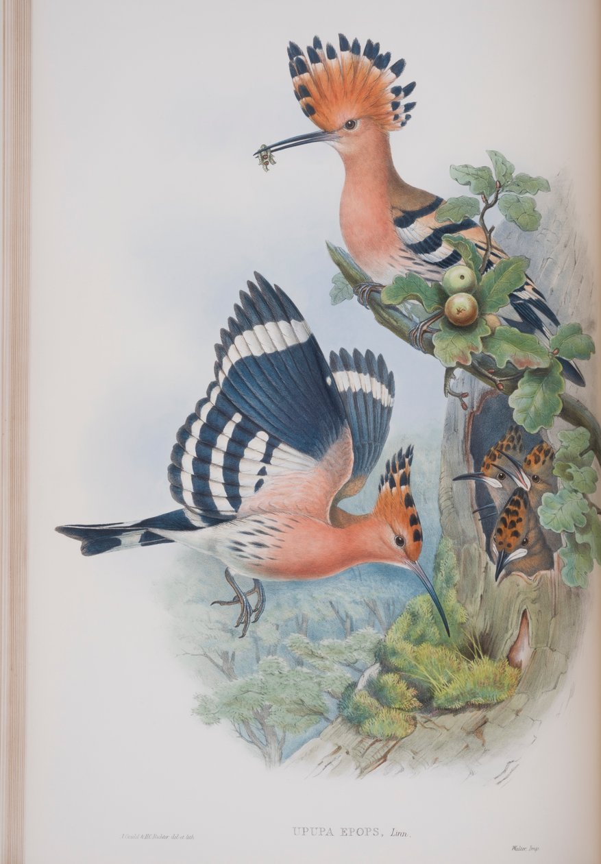 Upupa Epops, deska z The Birds of Great Britain od Johna Goulda, vydaná 1862-73 (ručně kolorované lito) od John Gould