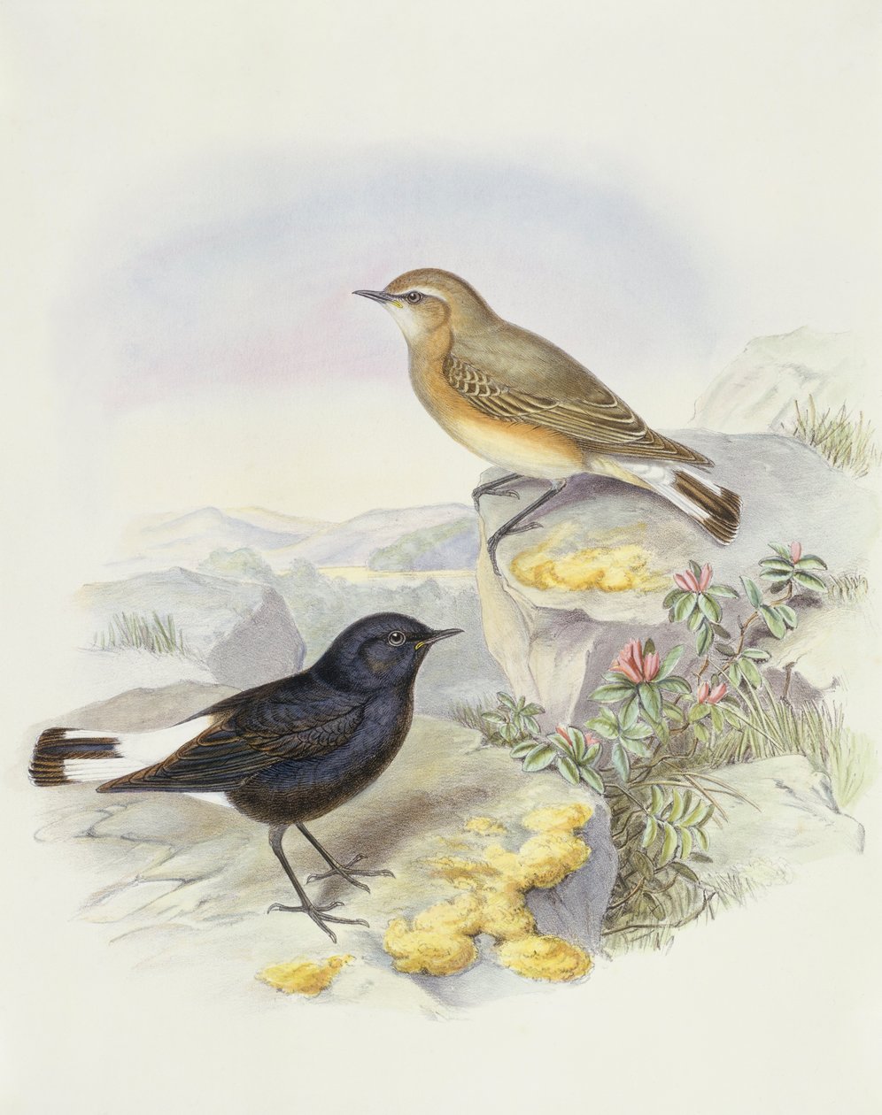 Variabilní pšenice (Oenanthe picata), rytina John Gould od John Gould