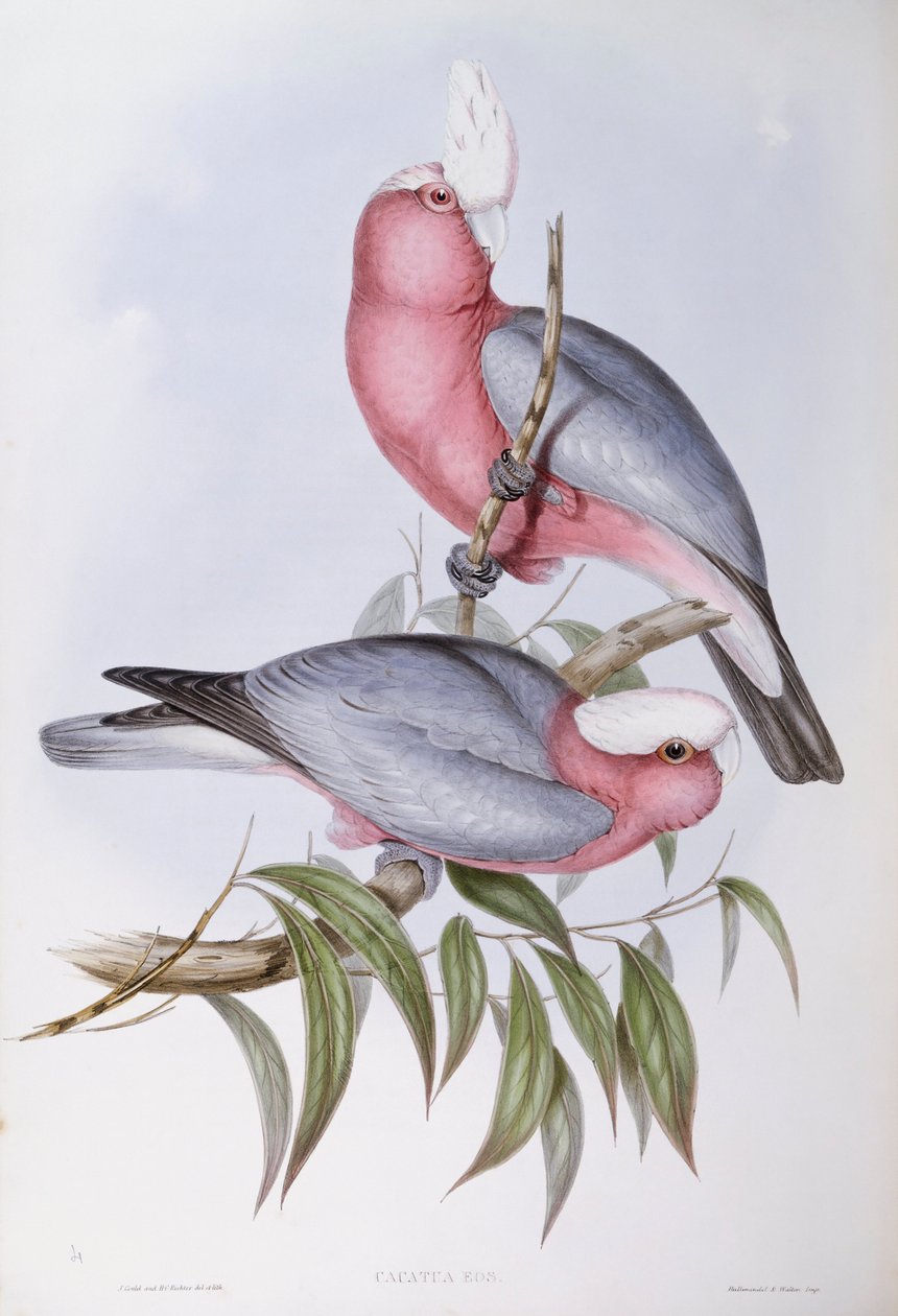 Lory fialovokrké (Eos squamata), rytina John Gould od John Gould