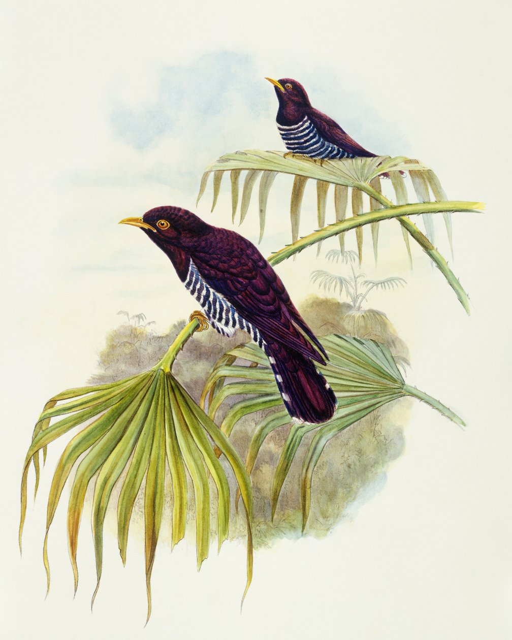 Fialový kukač (Chrysococcyx xanthorhynchus), rytina John Gould od John Gould
