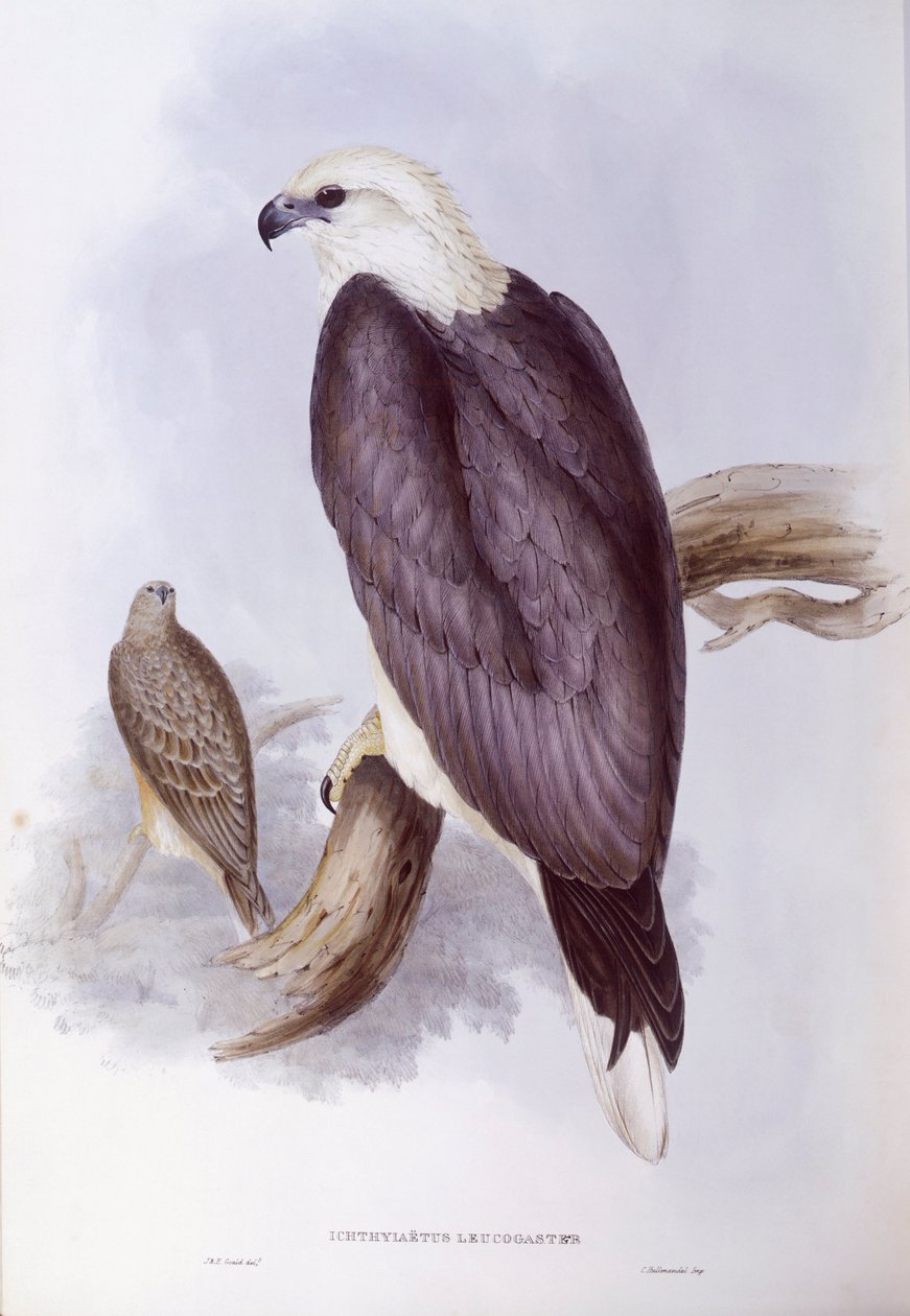 Orel bělobřichý (Haliaeetus leucogaster), rytina John Gould od John Gould