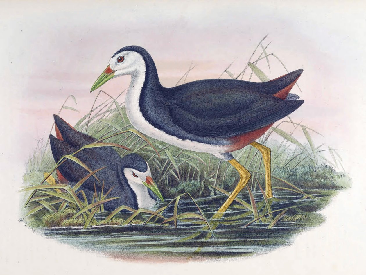 Waterhen Amaurornis phoenicurus (prapor) od John Gould