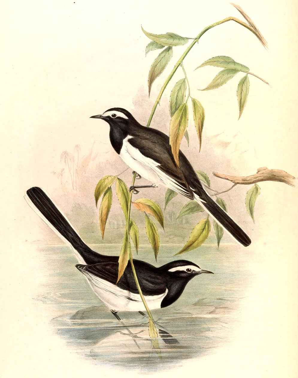 Konipas bělohlavý (Konipas velký) Motacilla maderaspatensis Gmelin od John Gould