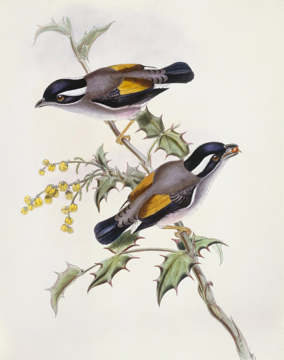 Ťuhýk bělohlavý (Pteruthius flaviscapis), rytina Johna Goulda od John Gould