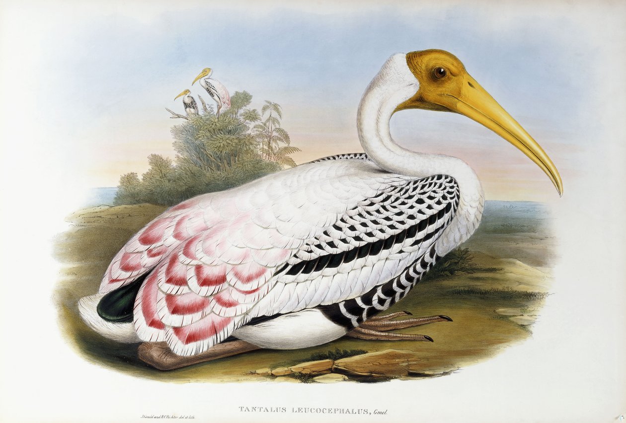 Ibis bělohlavý; Tantalus Leucocephalus, kolem 1850-1873 od John Gould