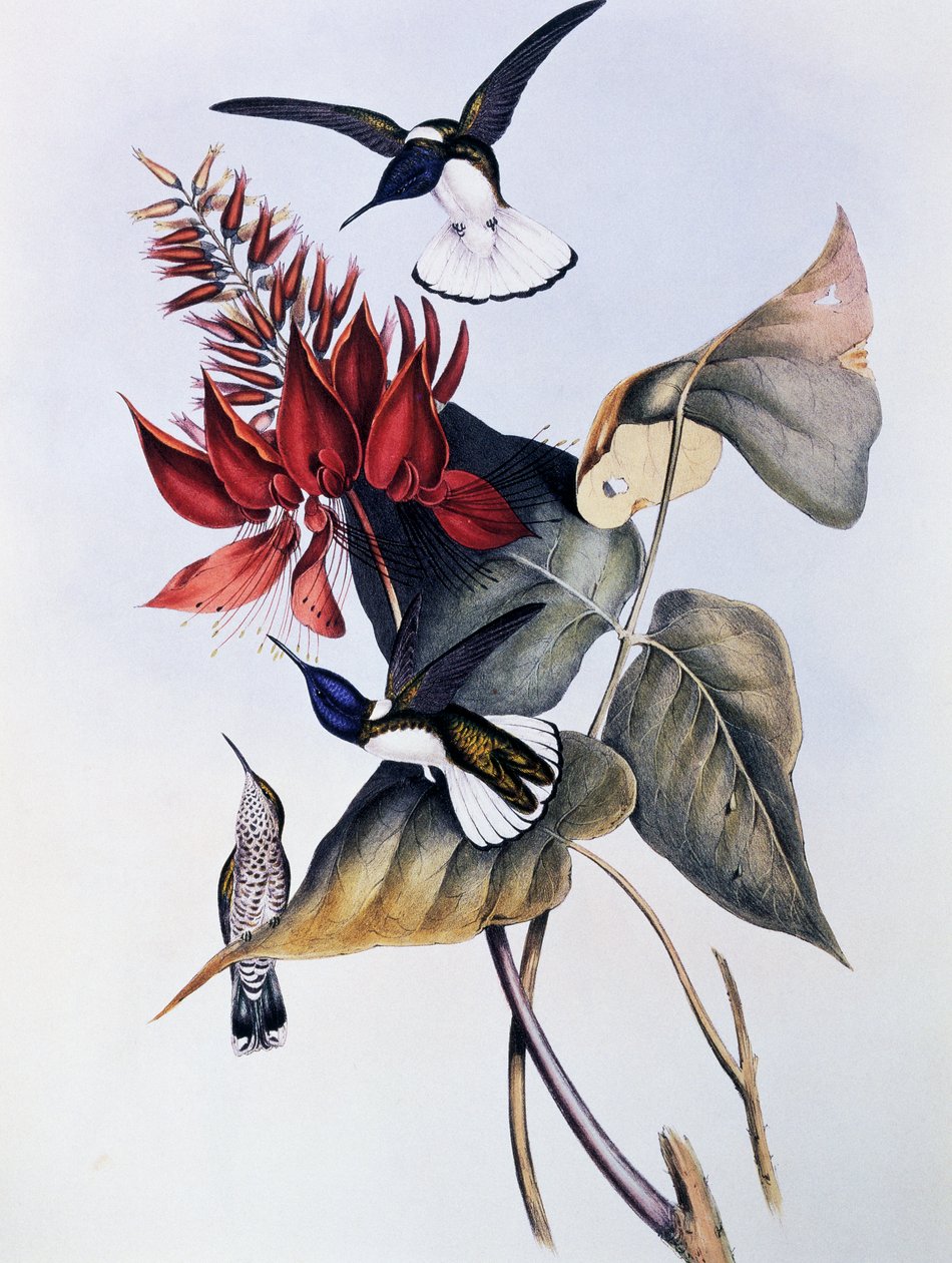 Jakobín bělokrký (Florisuga mellivora), rytina z Monografie Trochilidae aneb kolibříci (1849-1861), od Johna Goulda (1804-1881) od John Gould