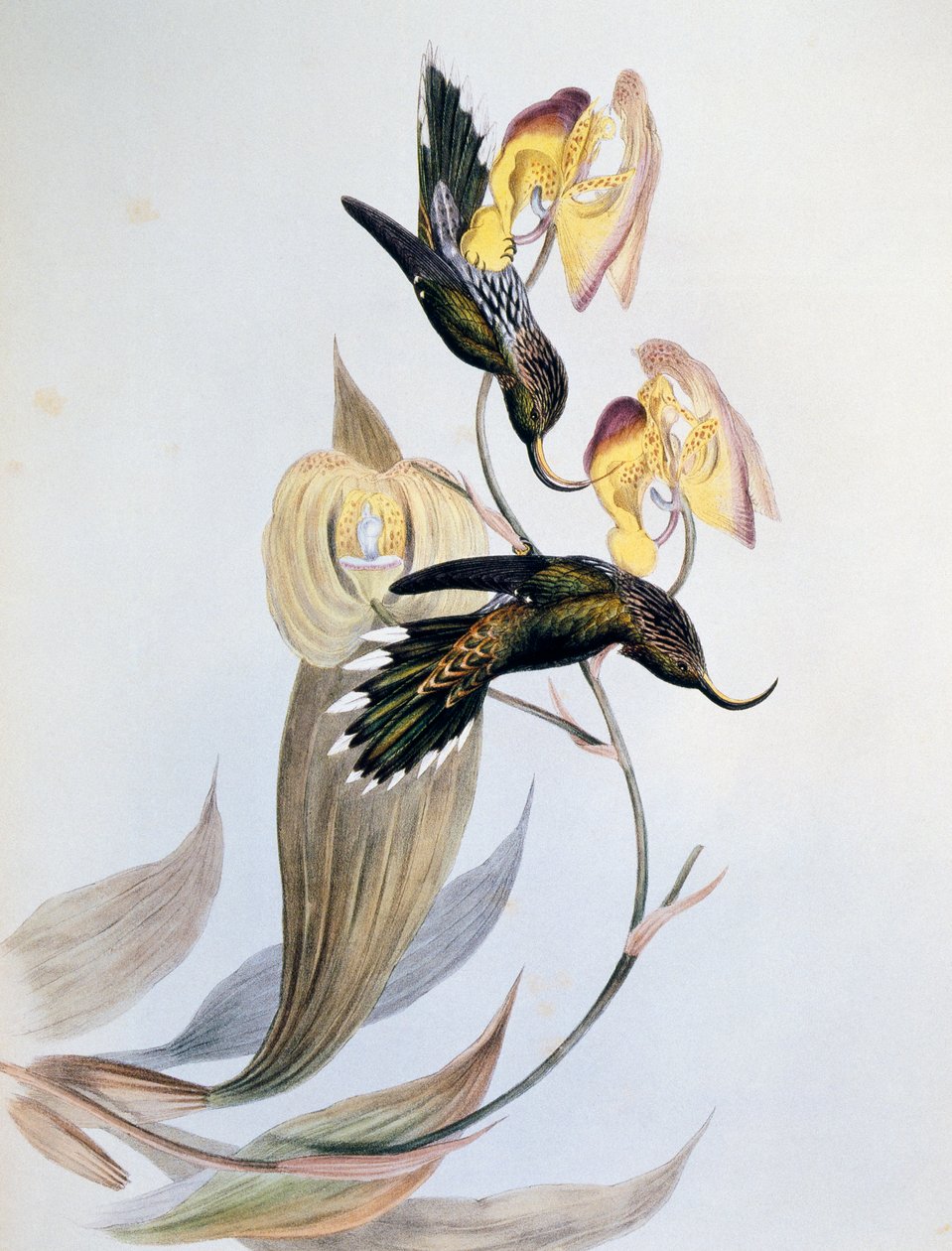 Srpka bělocípá (Eutoxeres aquila) od John Gould