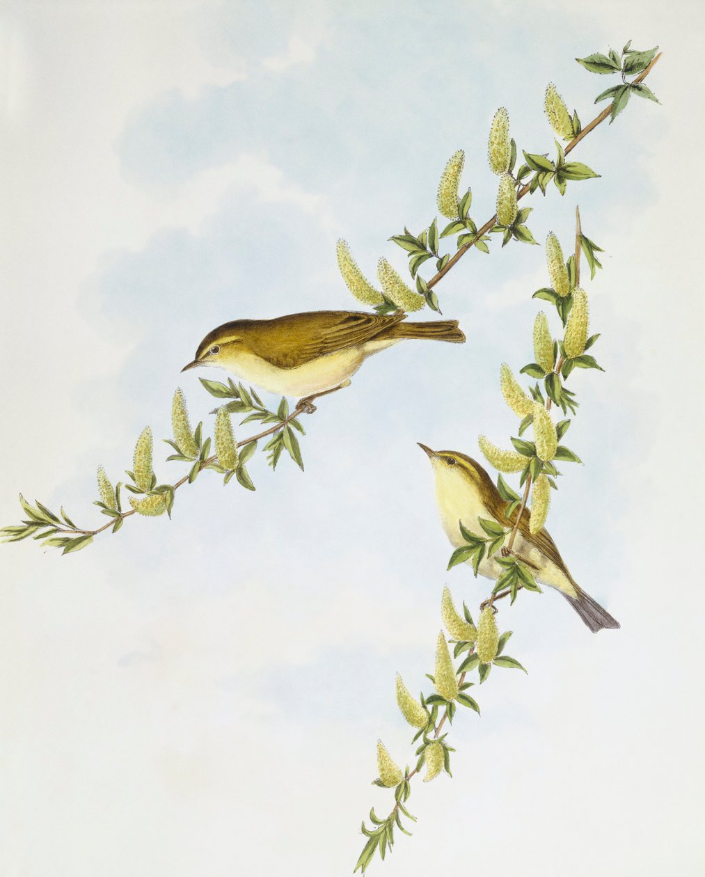 Vrba pěnice (Phylloscopus trochilus), rytina John Gould od John Gould