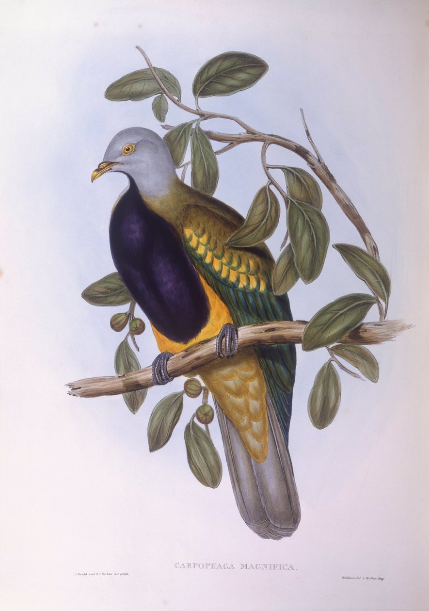 Vompoo ovocná holubice (Ptilinopus magnificus), rytina John Gould od John Gould