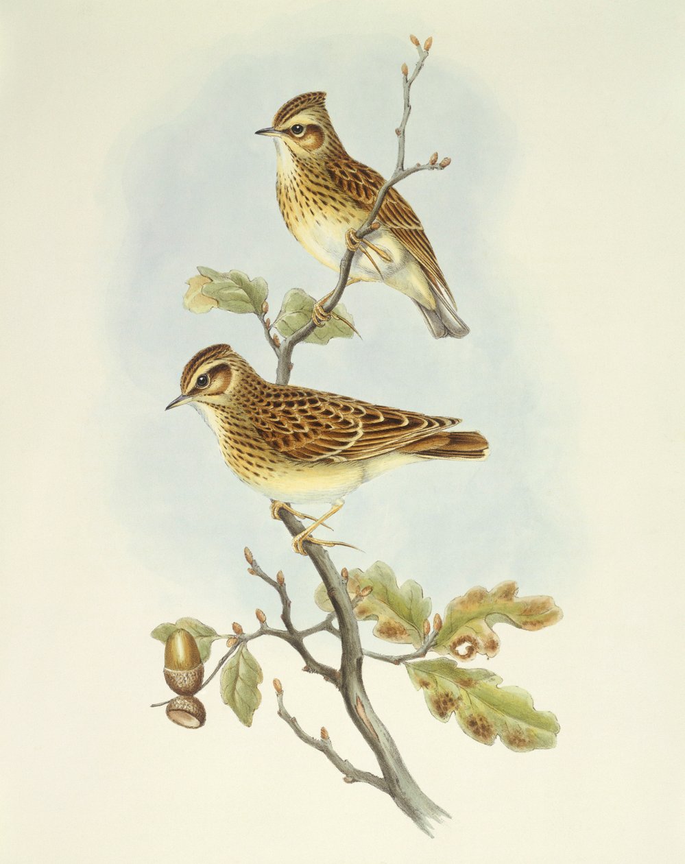 Skřivan lesní (Lullula arborea), rytina John Gould od John Gould