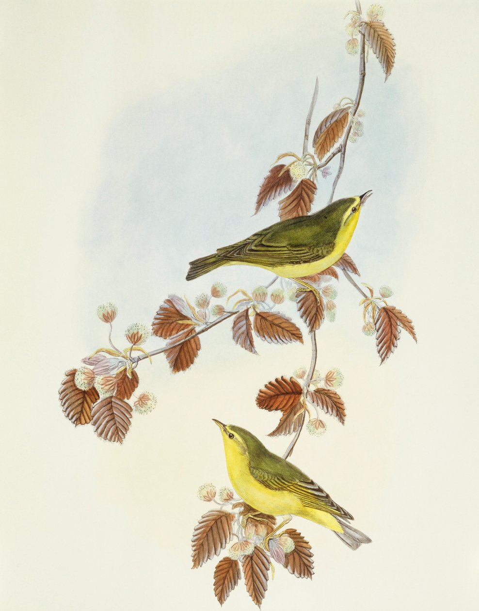 Pěnice lesní (Phylloscopus sibilatrix), rytina John Gould od John Gould