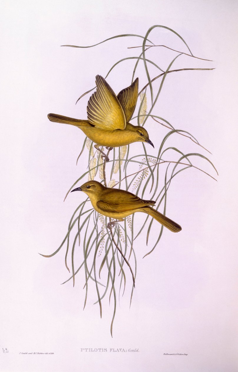 Žlutý medojed (Lichenostomus flavus), rytina John Gould od John Gould