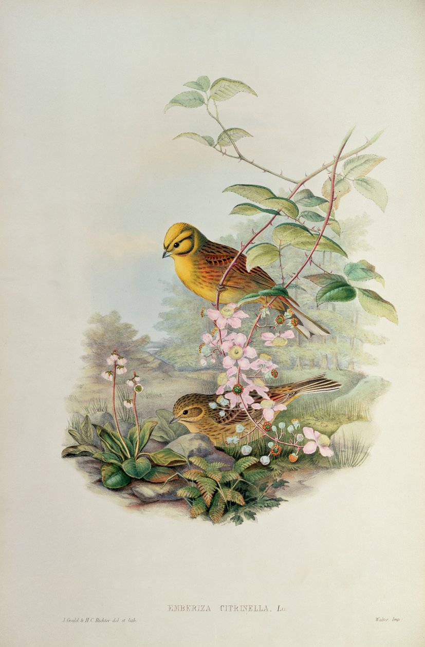 Yellowhammer od John Gould