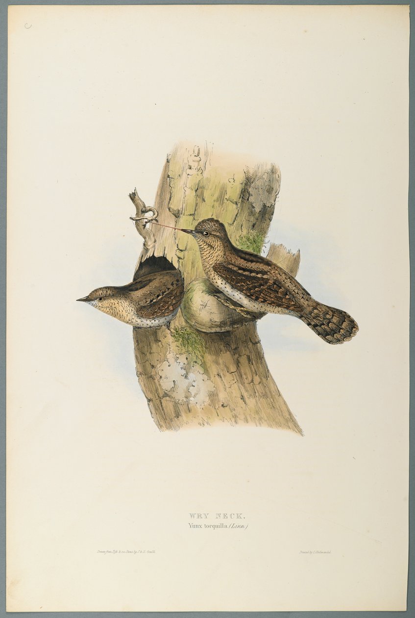 Yunx Torquilla: Wry Neck (barevné lito na tkaném papíře) od John Gould