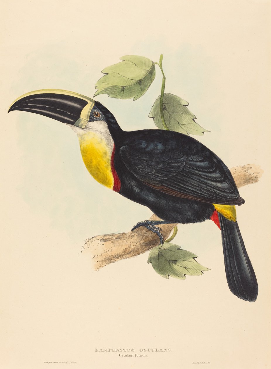 Líbání Tukana od John Gould and Elizabeth Gould