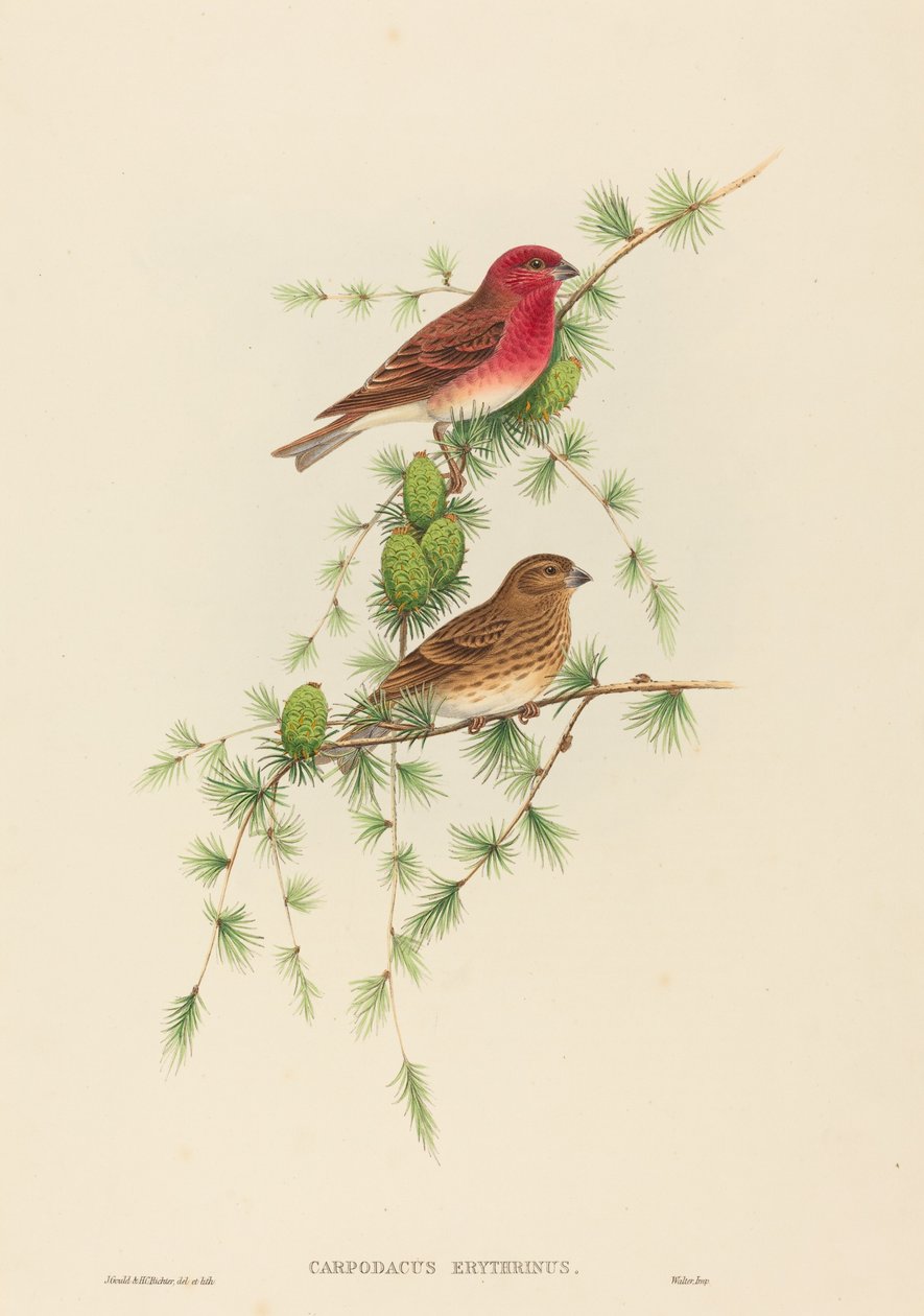 Carpodacus erythrinus (růžovka obecná) od John Gould and H.C. Richter