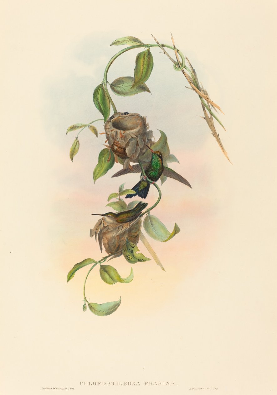Chlorostilbona prasina (Puncheranův smaragd) od John Gould and H.C. Richter