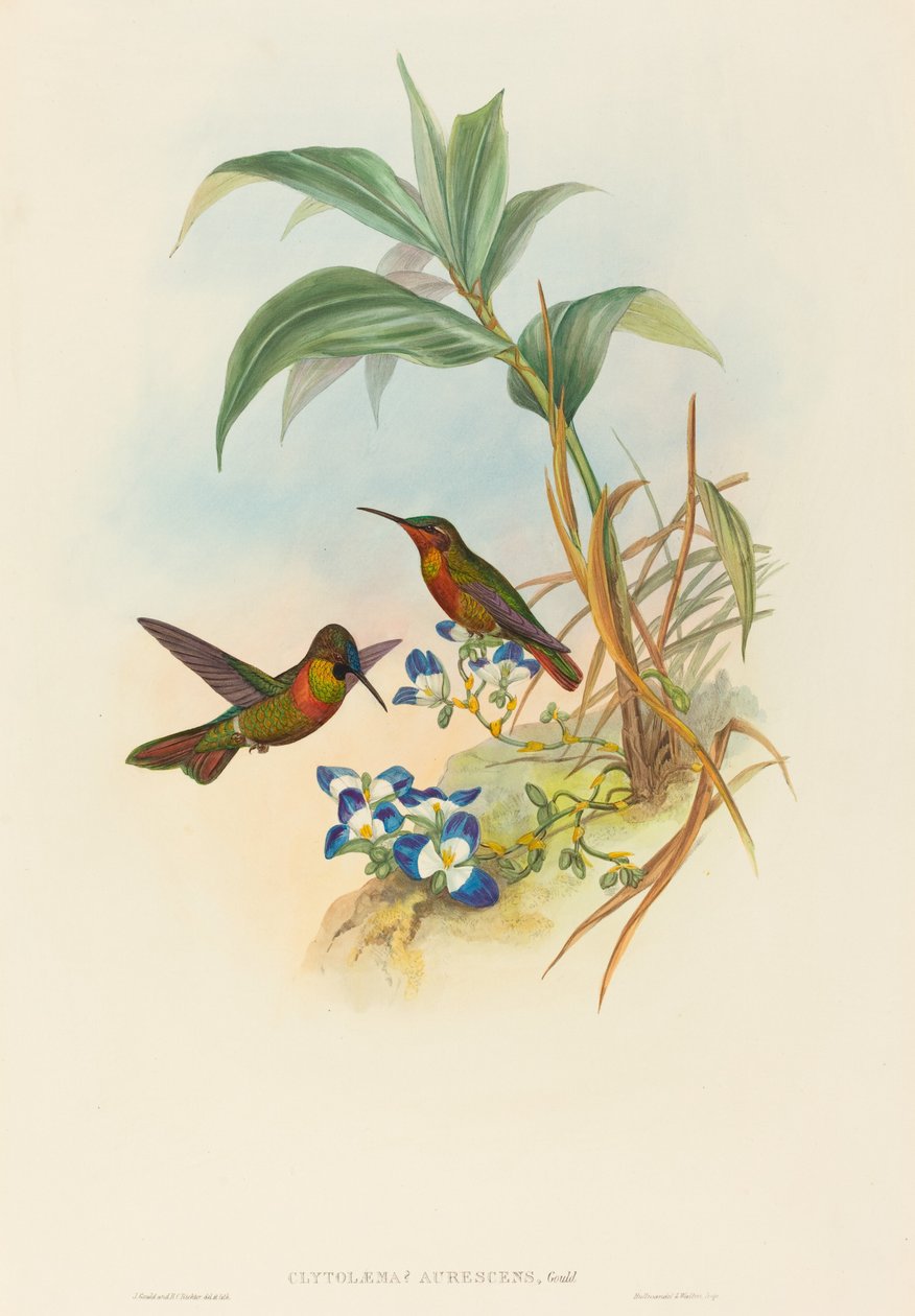 Clytolaema aurescens (rubín pruhovaný nebo Gouldův rubín) od John Gould and H.C. Richter