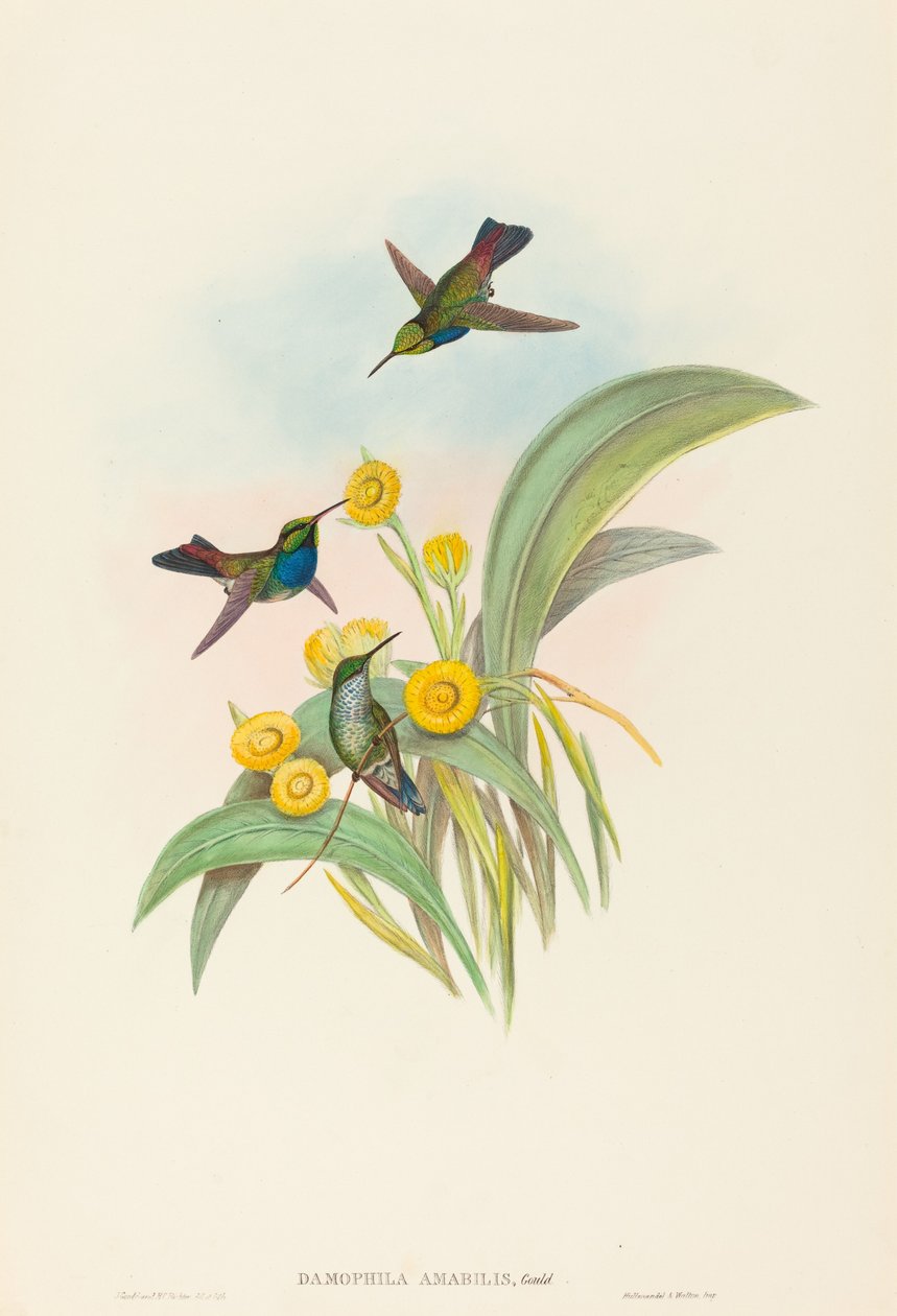 Damophila amabilis (Kolibřík modroprsý) od John Gould and H.C. Richter