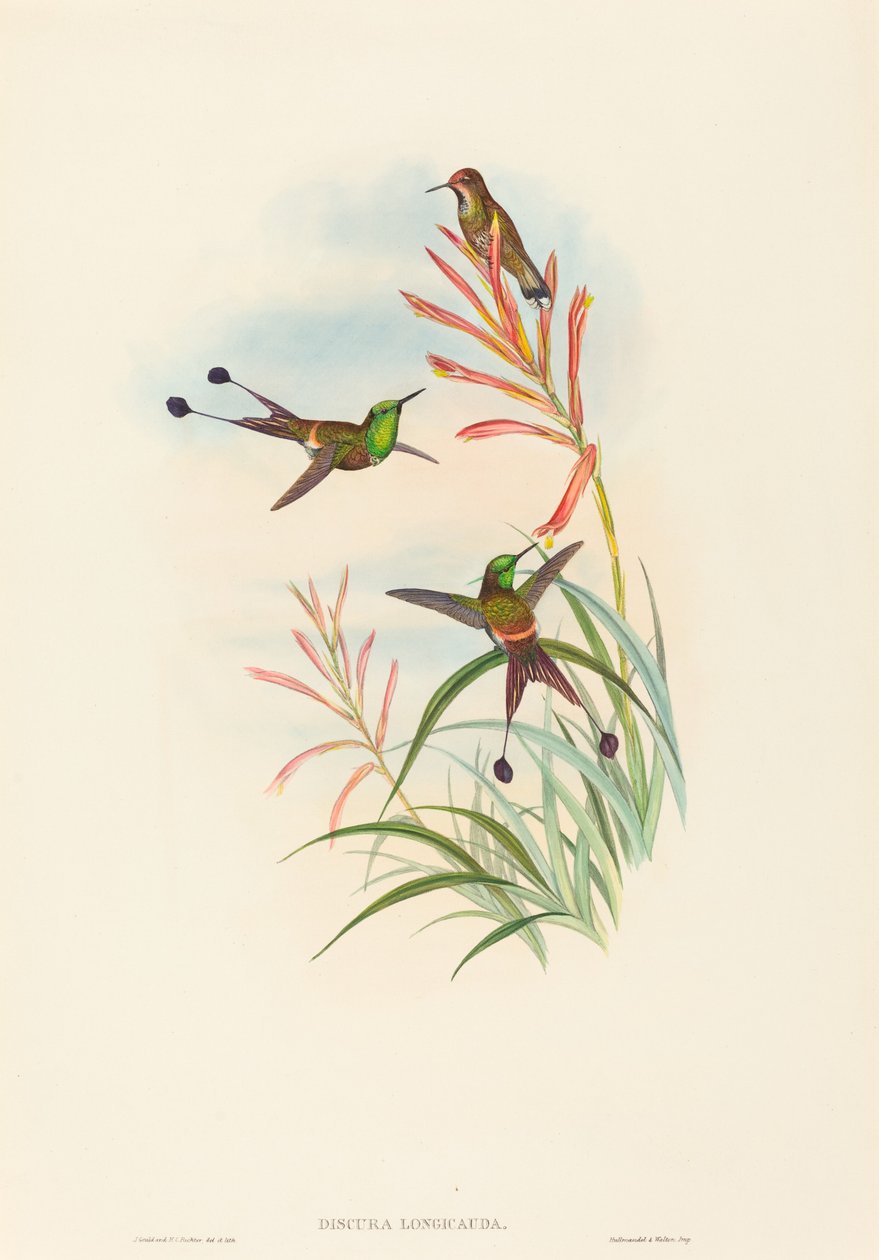 Discura longicauda (raketový ocas) od John Gould and H.C. Richter