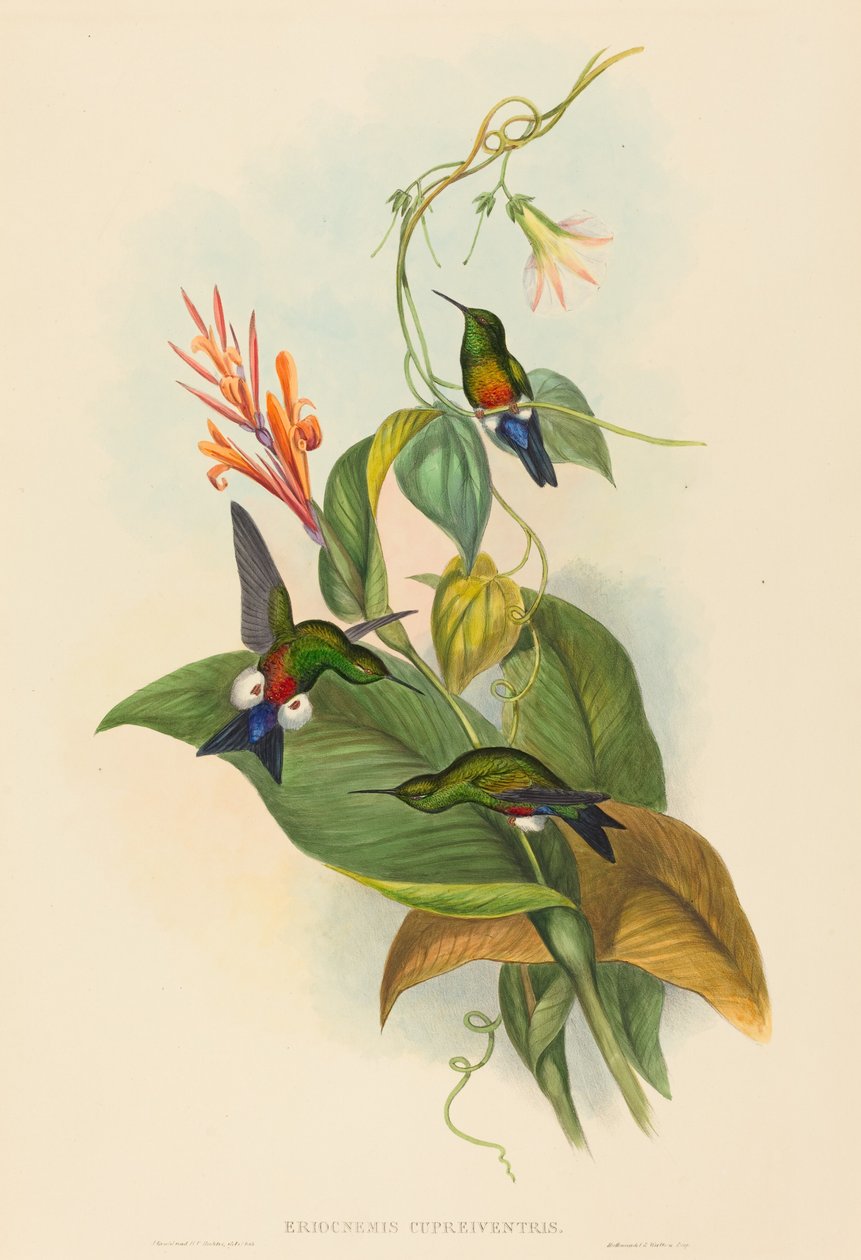 Eriocnemis cupreiventris (měděná odvětrávaná nožka) od John Gould and H.C. Richter