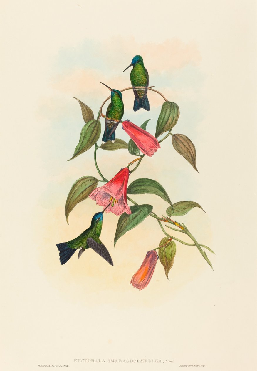 Eucephalus smaragdo caerulea (Gouldova dřevěná nymfa) od John Gould and H.C. Richter